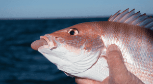 redfish