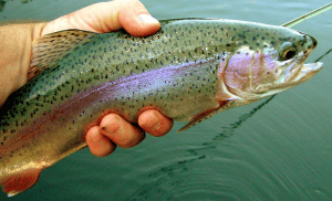 trout